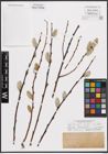 Foto von Salix daphnoides Vill.